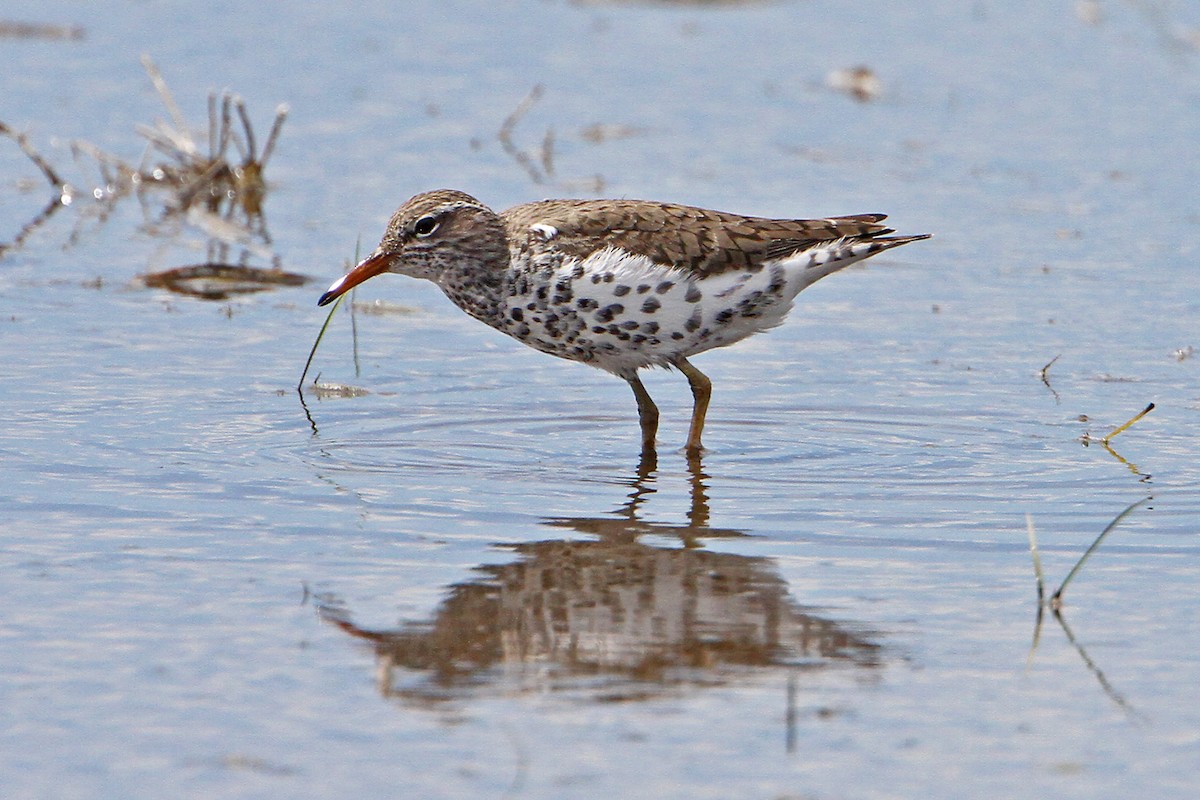 Spotted Sandpiper - Marlene Cashen