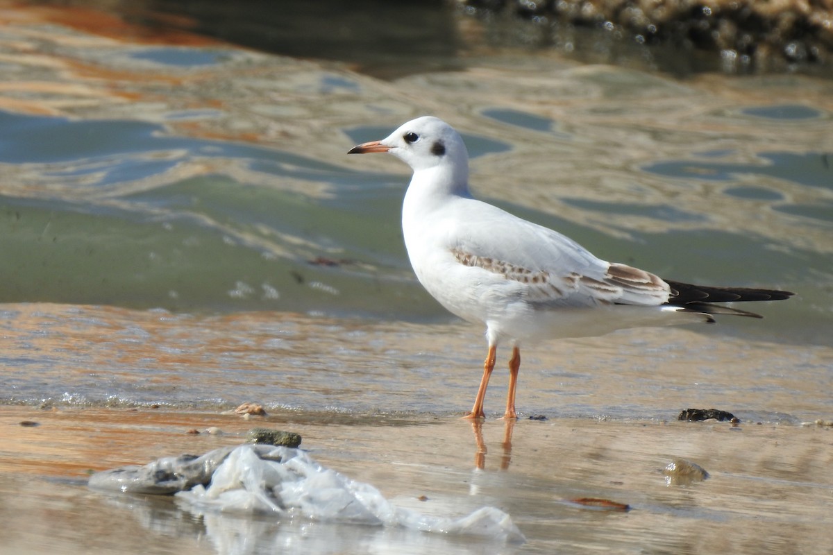 Black-headed Gull - Luca Bonomelli