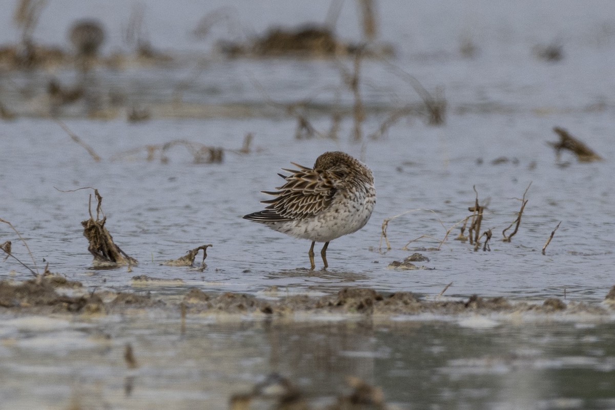 Sharp-tailed Sandpiper - Goose Way