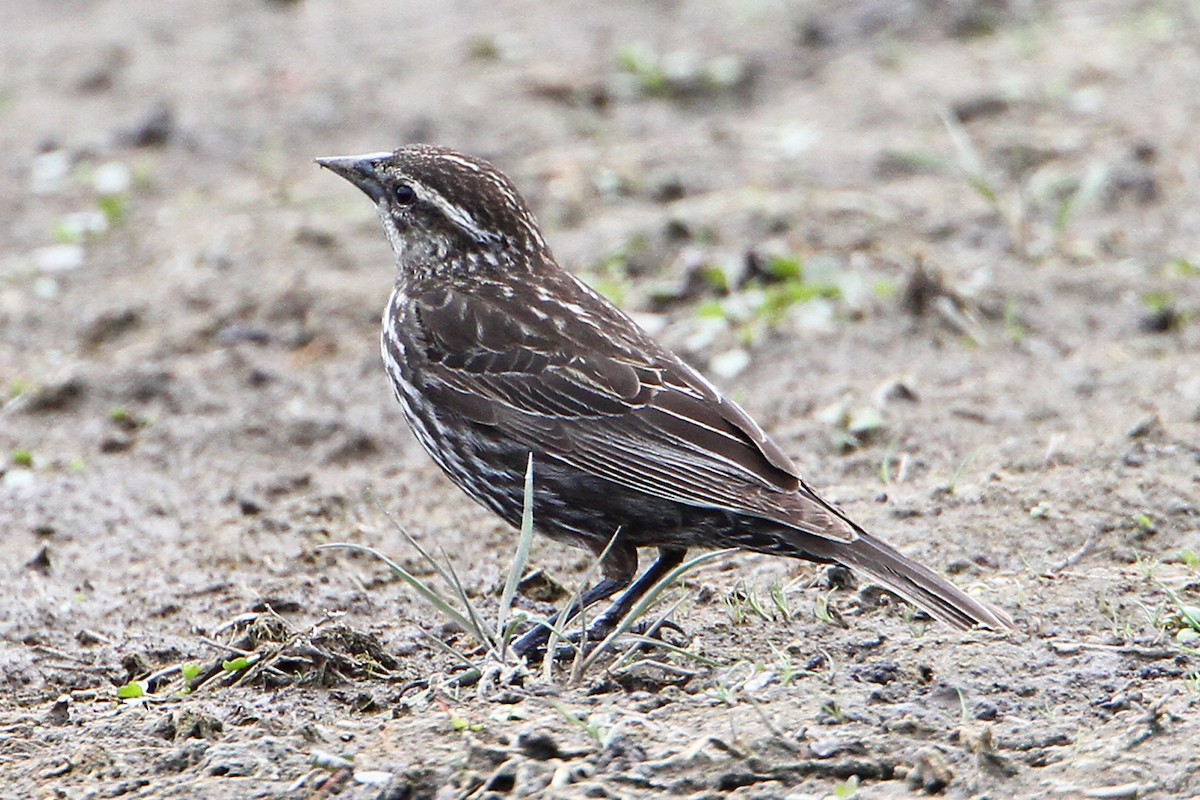 Red-winged Blackbird (Red-winged) - Marlene Cashen