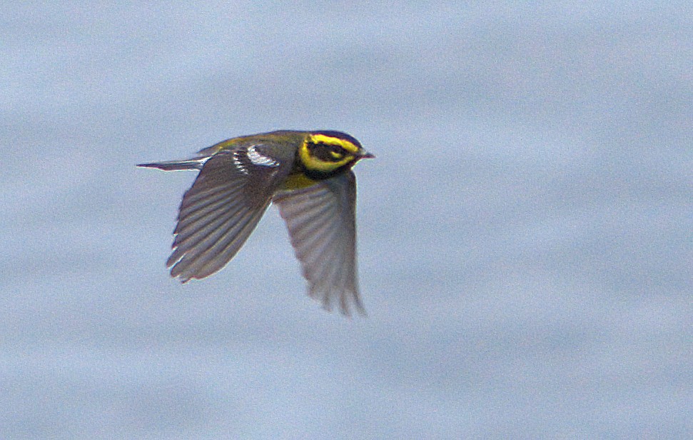 Townsend's Warbler - Curtis Marantz