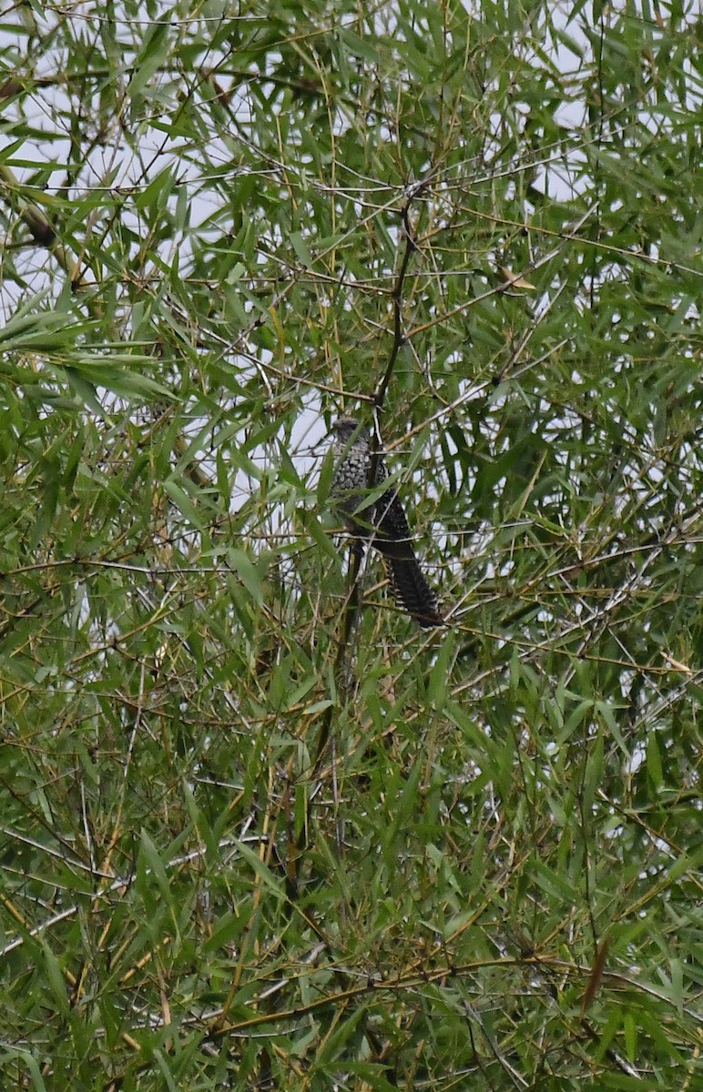 Asian Koel - Sathish Ramamoorthy