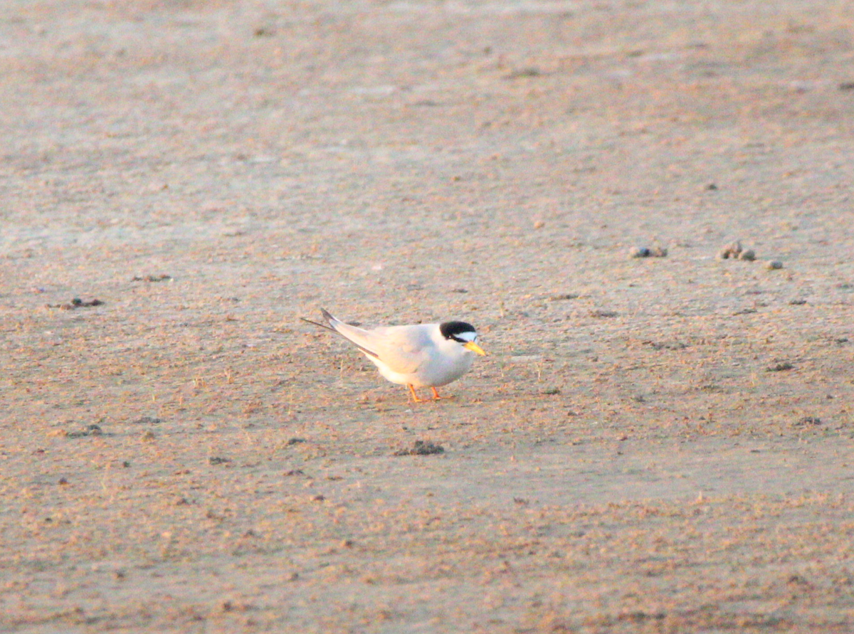 Least Tern - Jeremy Busby