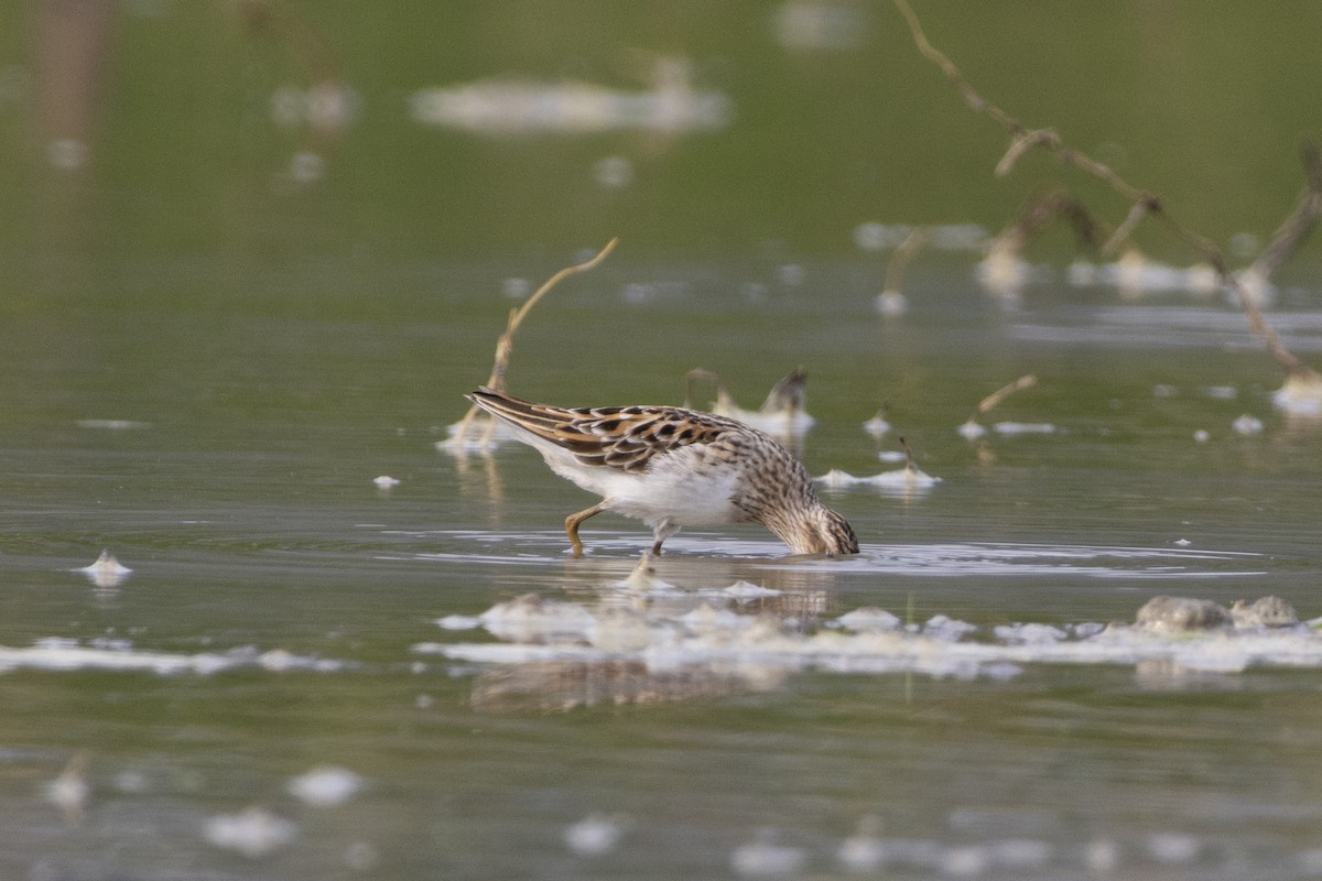 Long-toed Stint - Goose Way