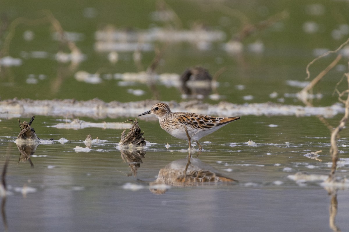 Long-toed Stint - Goose Way