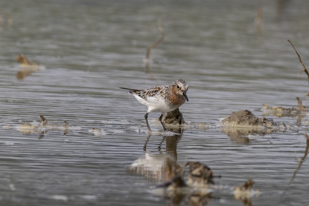 Red-necked Stint - Goose Way