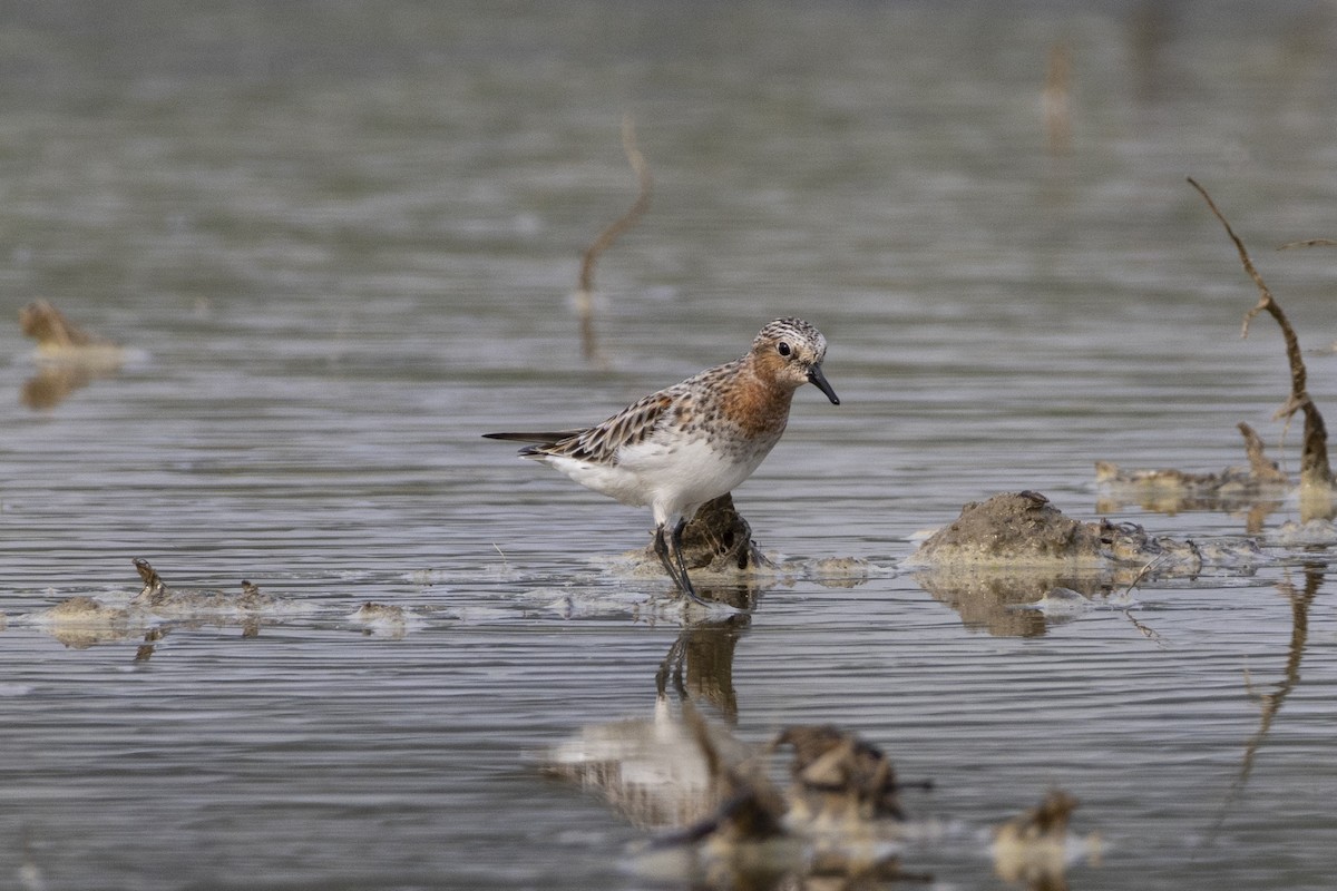 Red-necked Stint - Goose Way