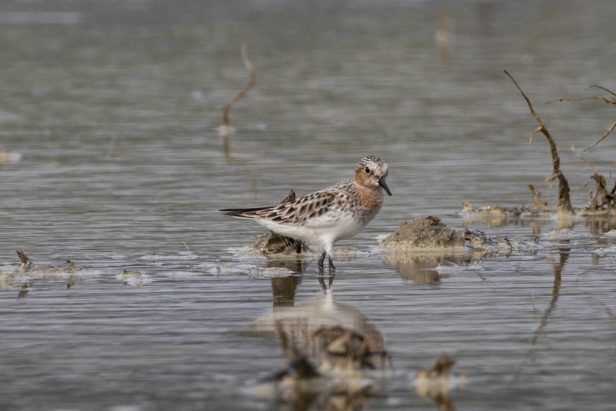 Red-necked Stint - Goose Way