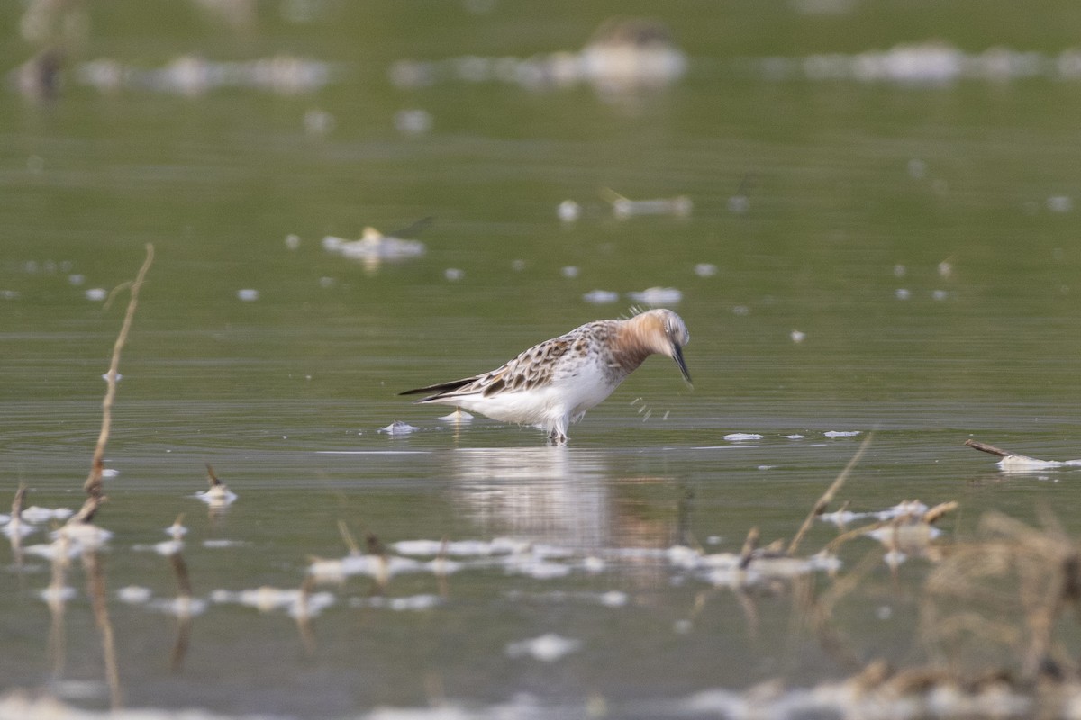 Red-necked Stint - Goose Way