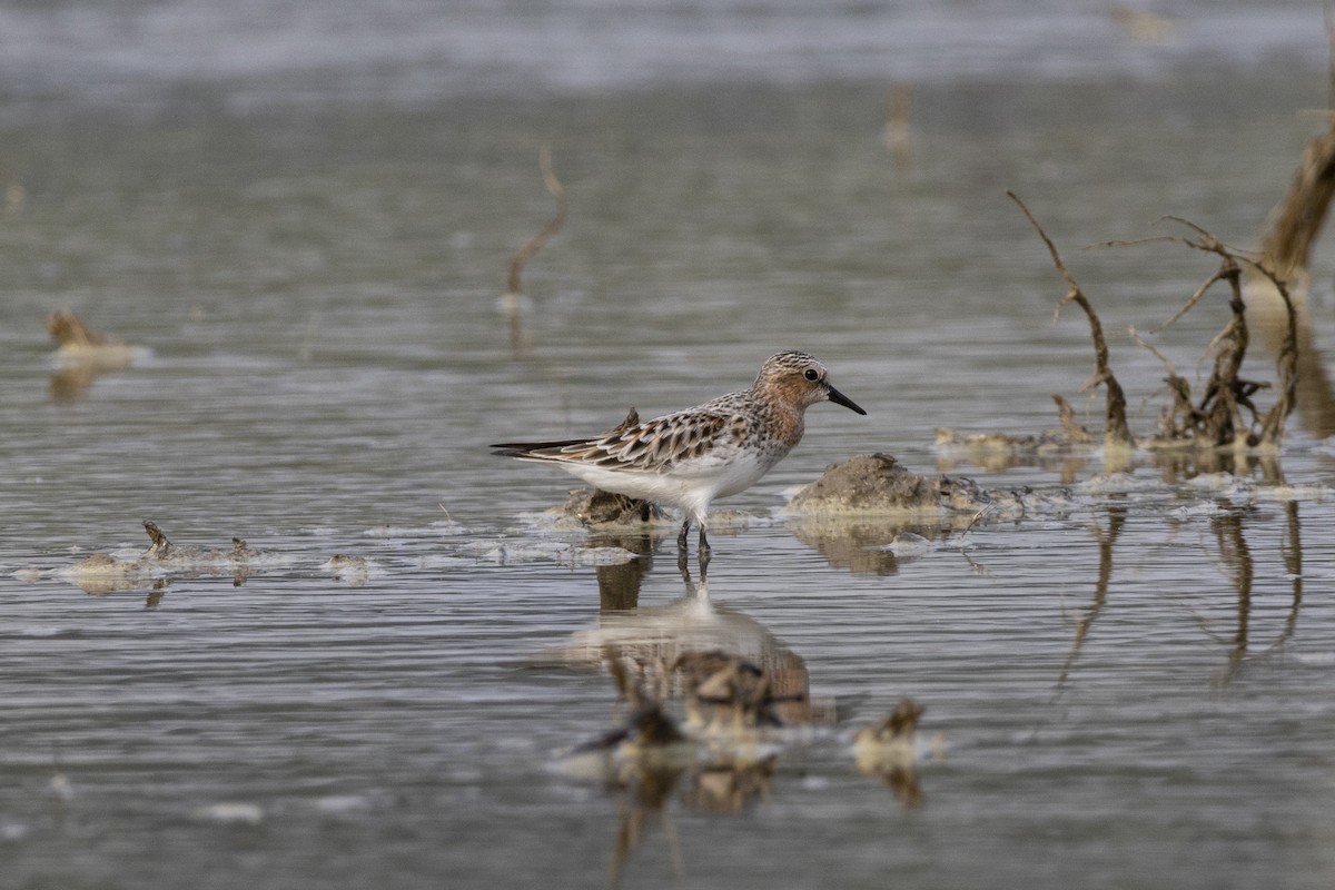 Red-necked Stint - Goose Way