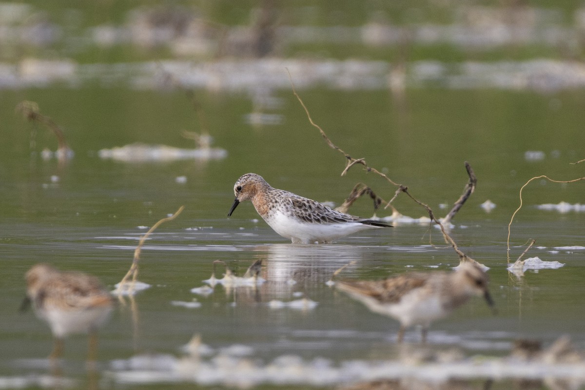 Red-necked Stint - Goose Way