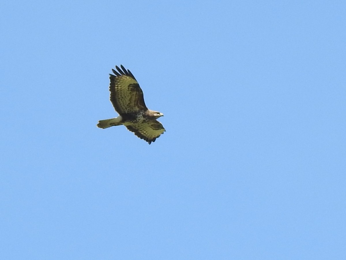 Common Buzzard - ML618876870