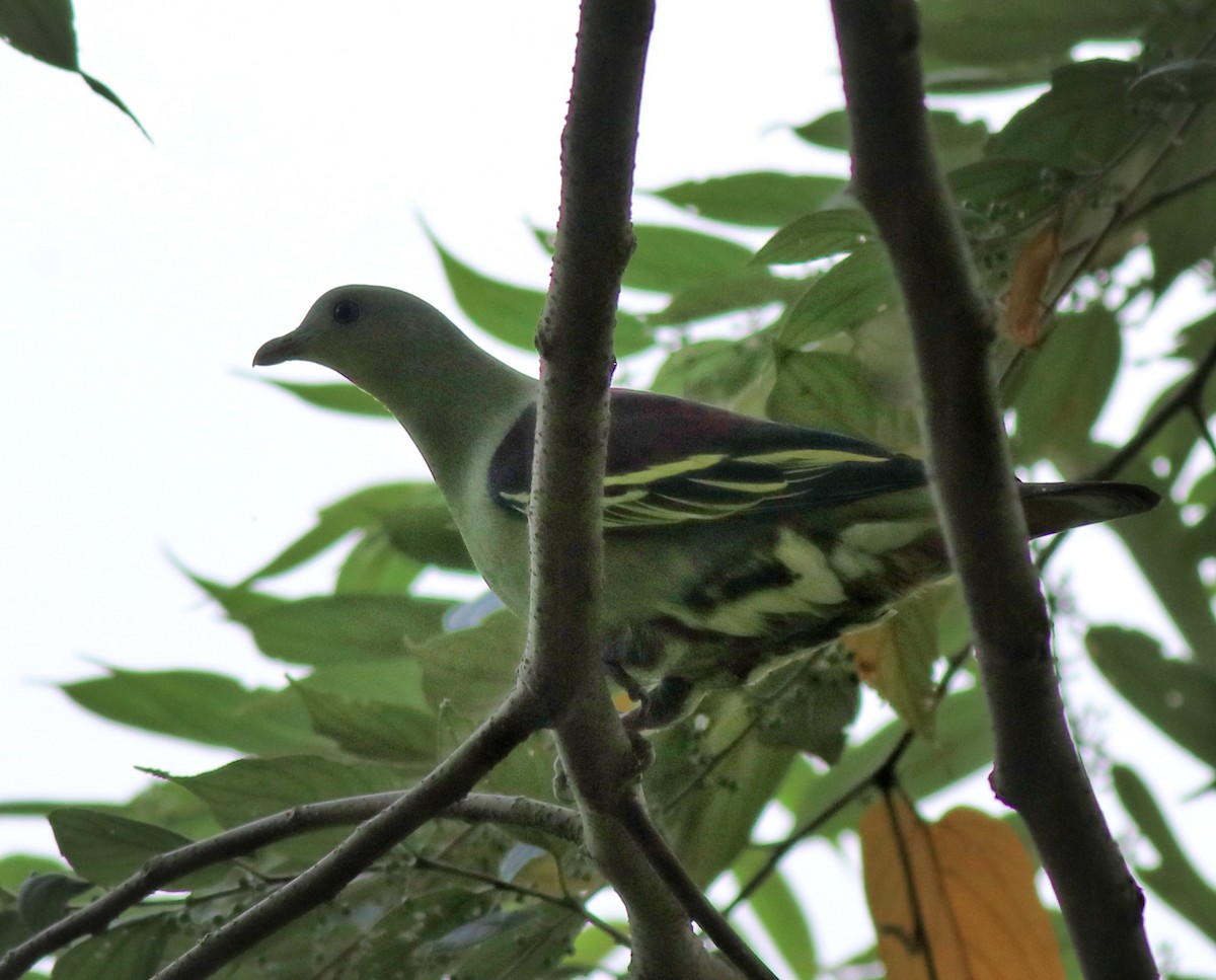 Gray-fronted Green-Pigeon - Afsar Nayakkan