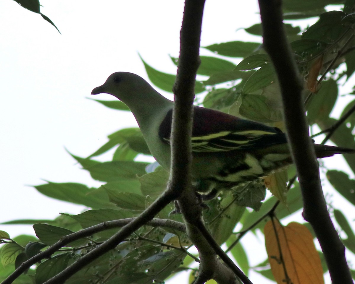 Gray-fronted Green-Pigeon - Afsar Nayakkan