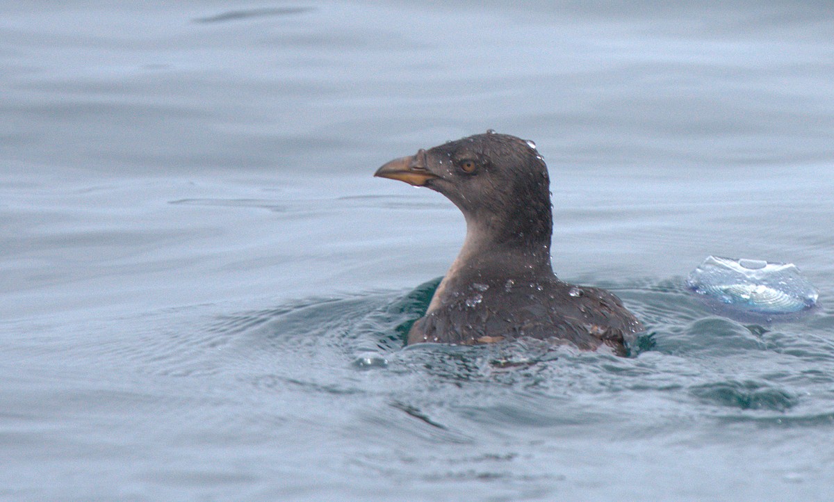 Rhinoceros Auklet - Curtis Marantz