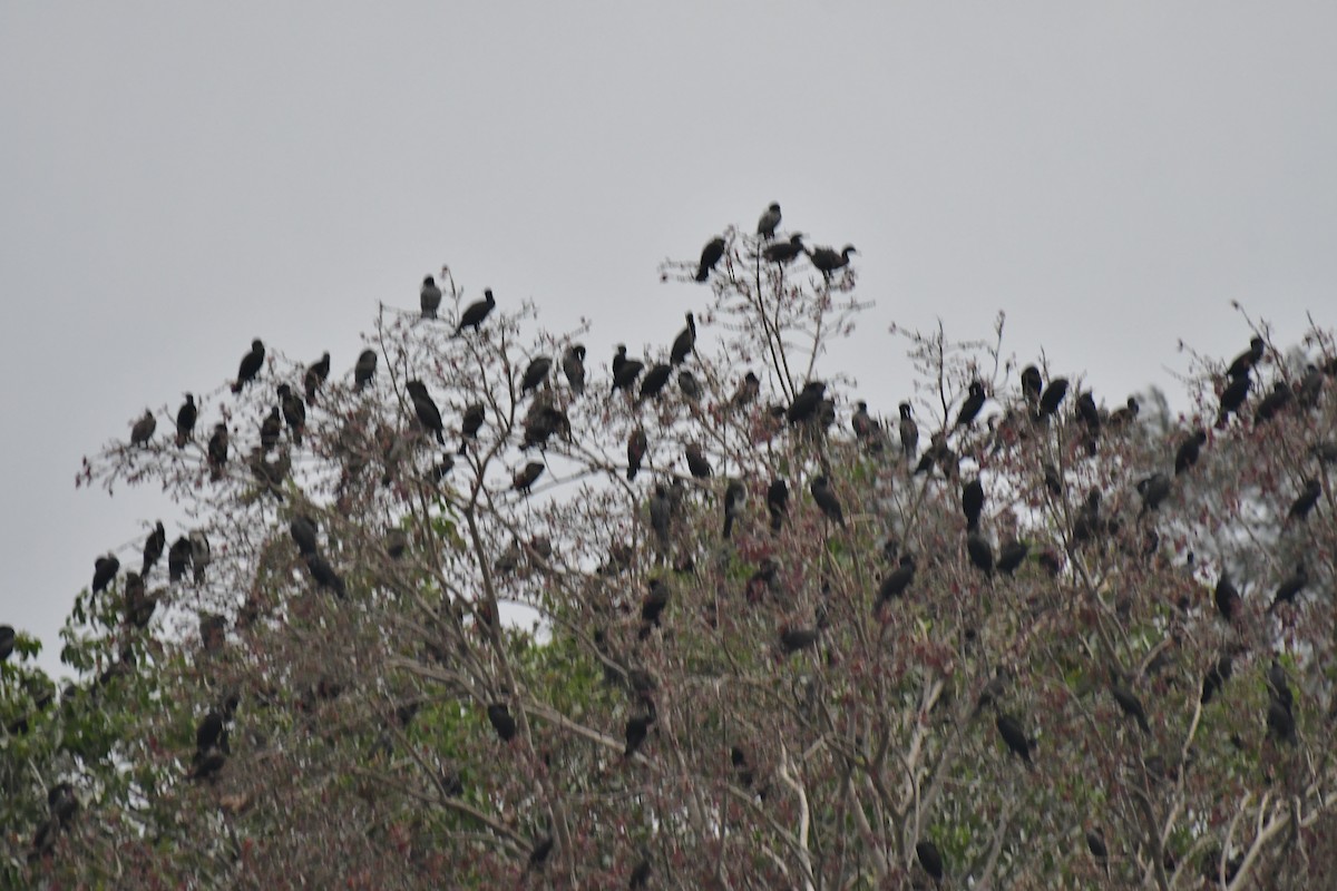 Great Cormorant - Sathish Ramamoorthy