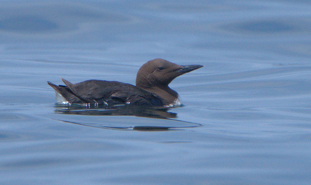 Common Murre - Curtis Marantz