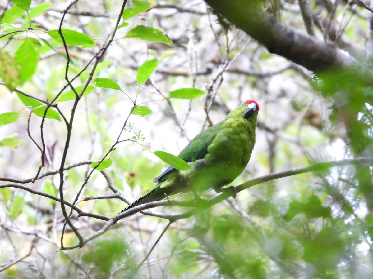 Red-crowned Parakeet - L. Burkett