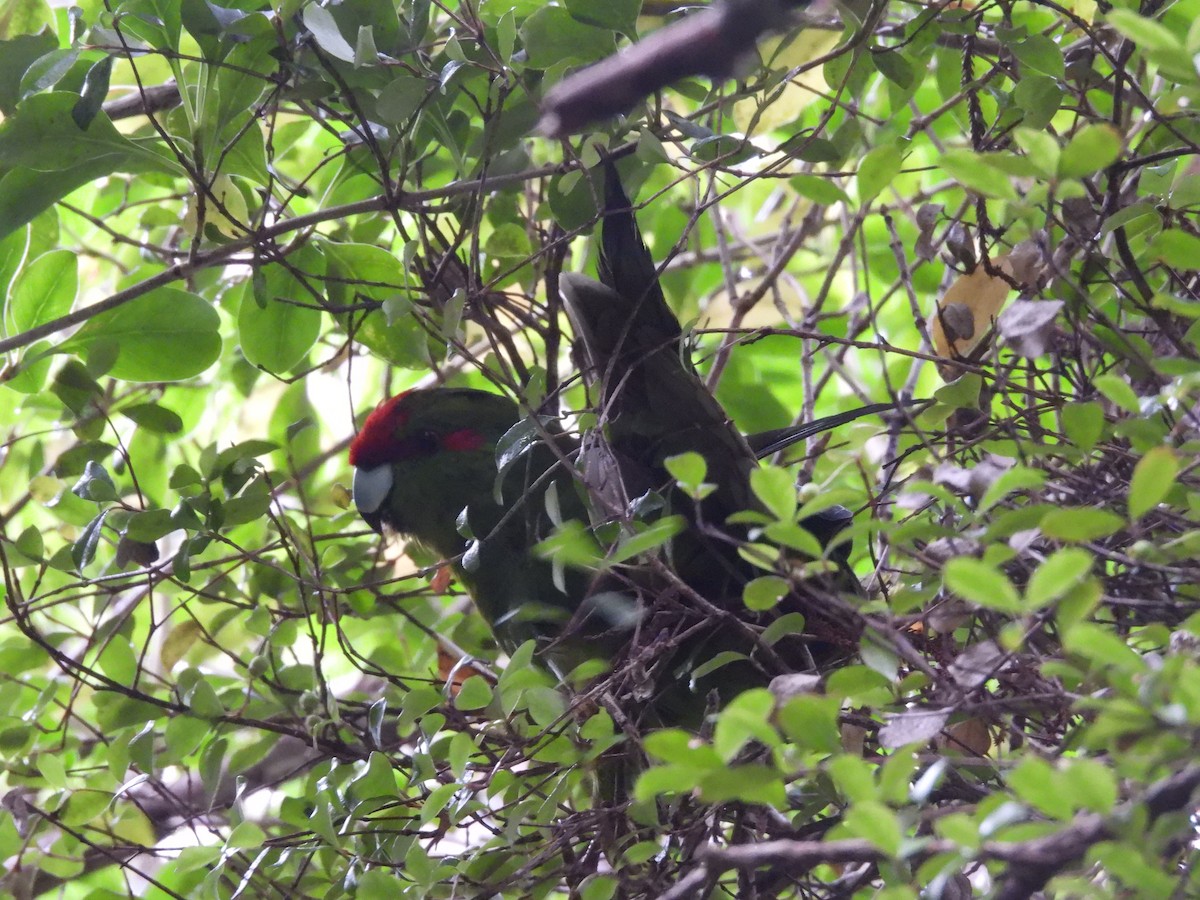 Red-crowned Parakeet - L. Burkett