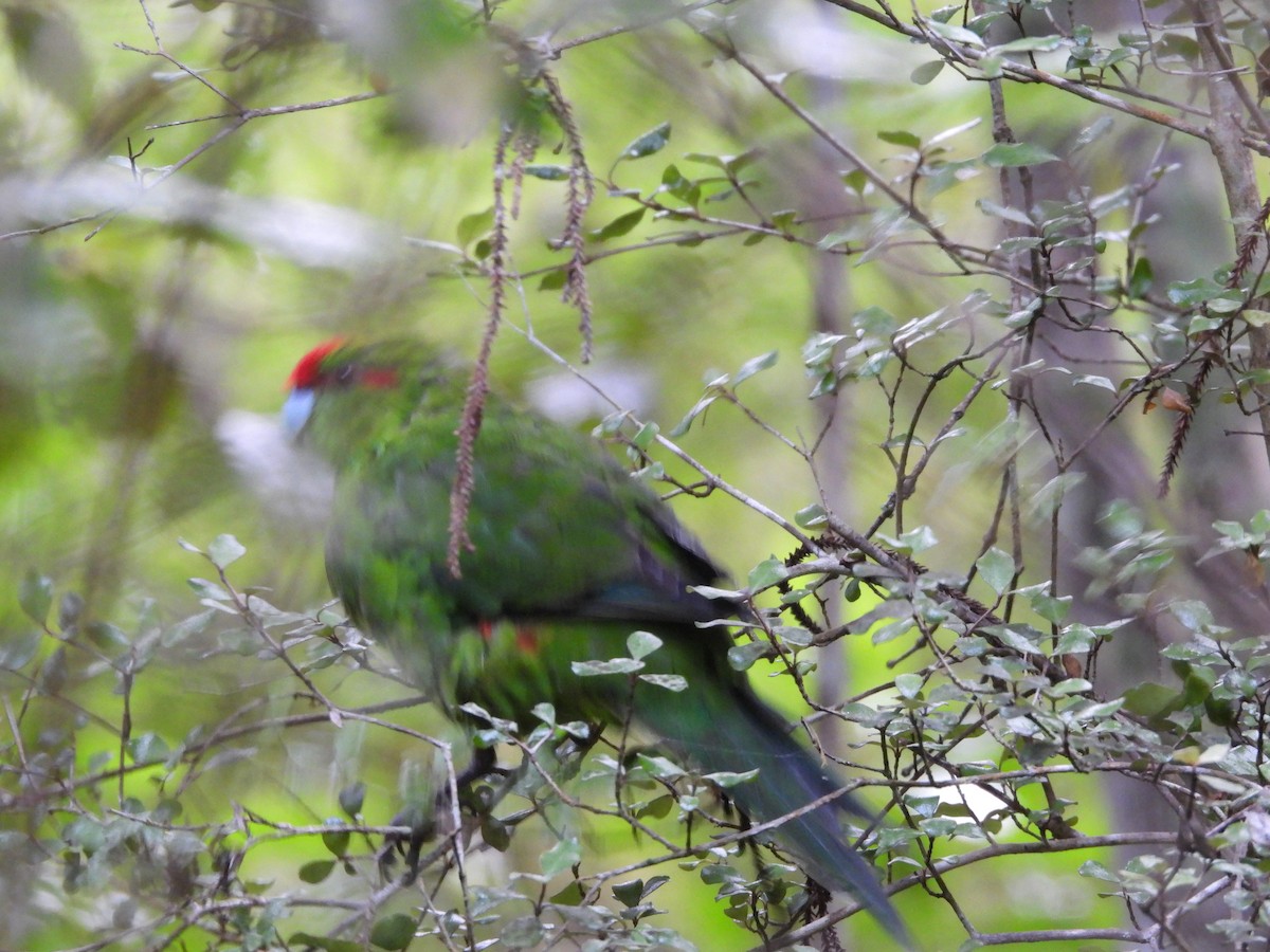 Perico Maorí Cabecirrojo - ML618876908