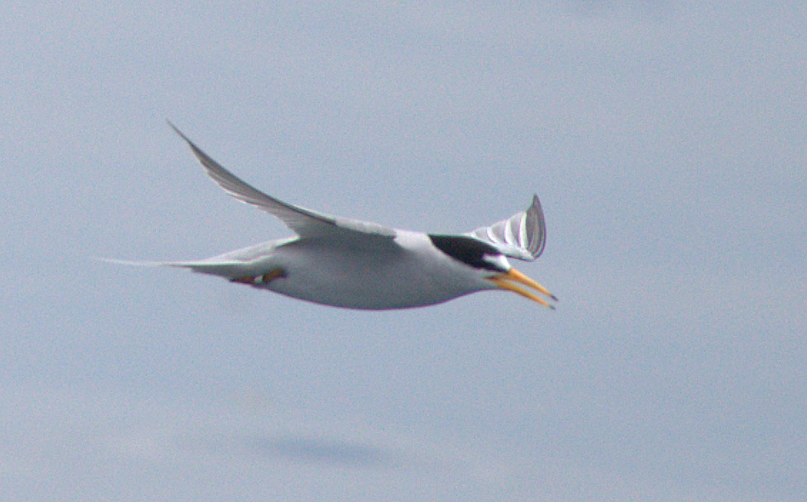 Least Tern - ML618876911