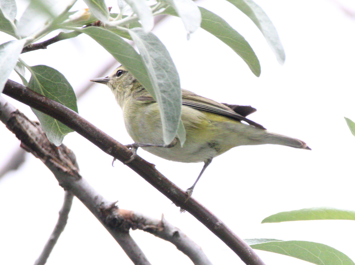 Tennessee Warbler - Jeremy Busby