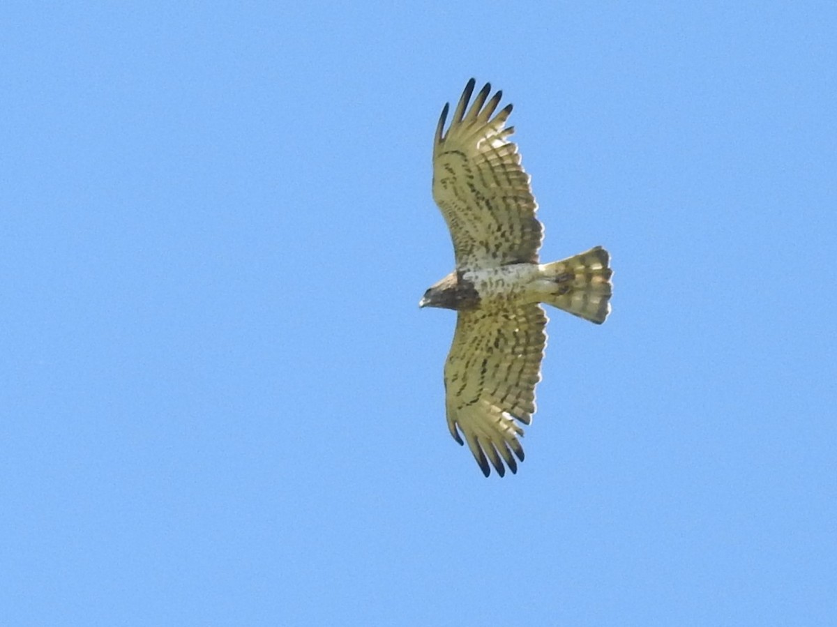 Short-toed Snake-Eagle - ML618876926