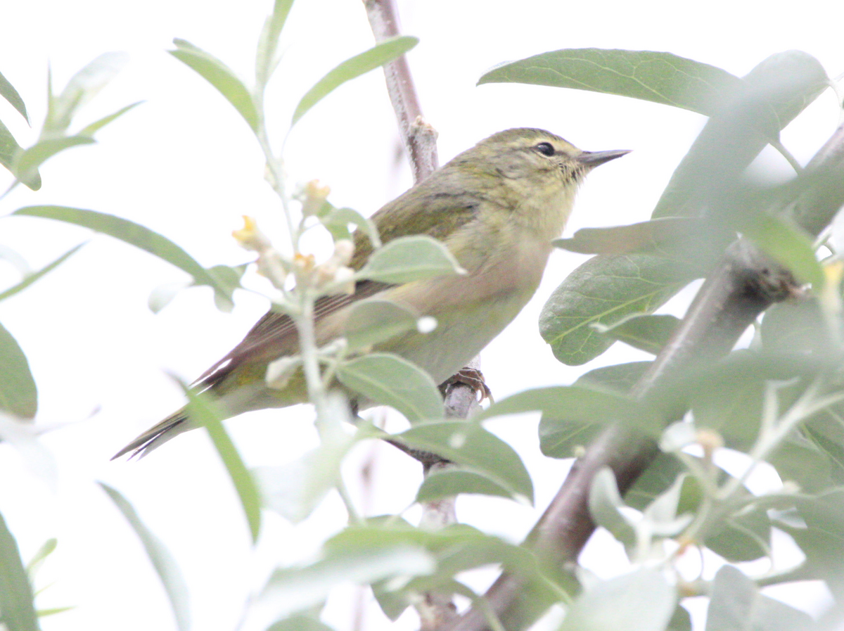 Tennessee Warbler - Jeremy Busby