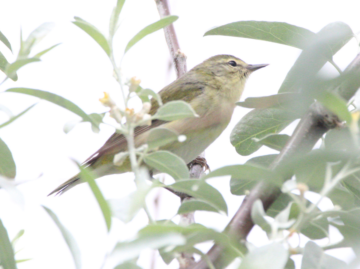 Tennessee Warbler - ML618876939