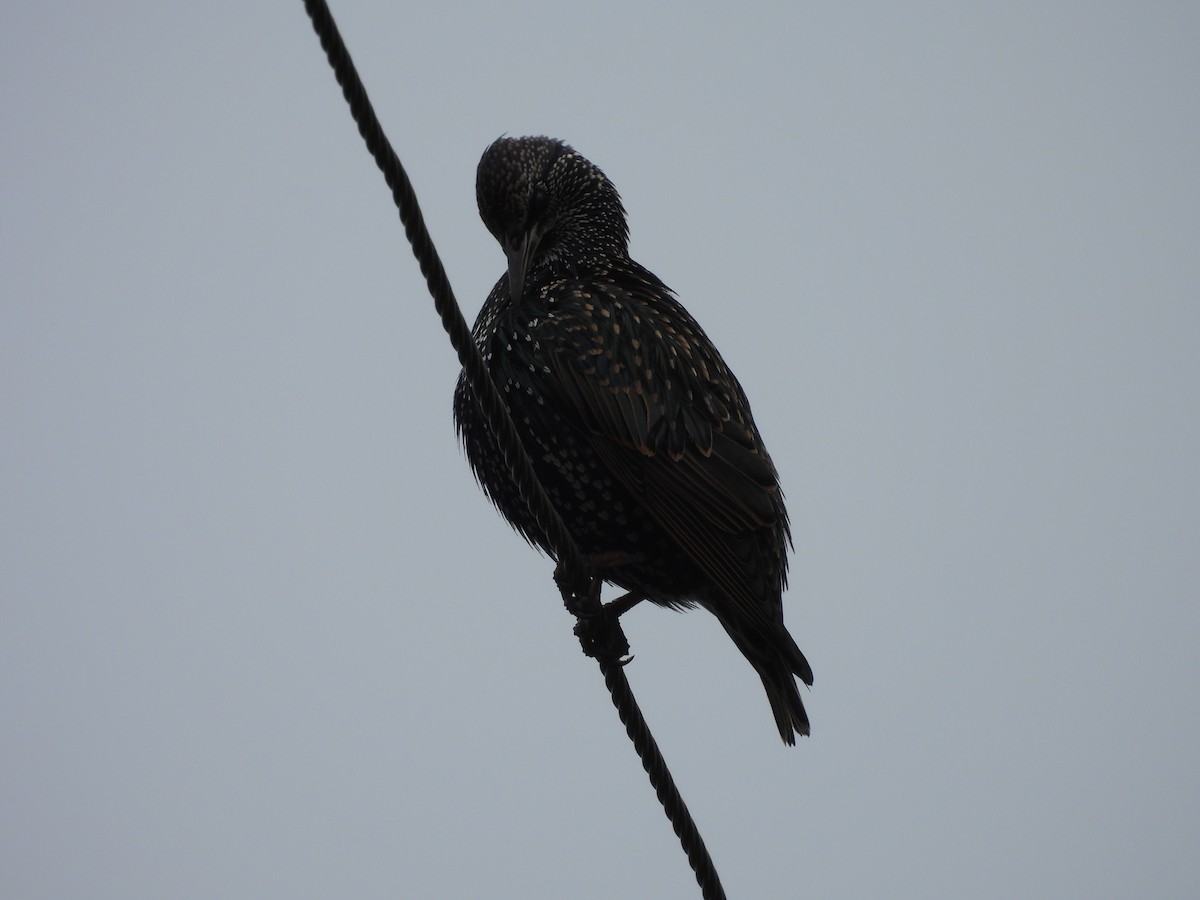 European Starling - L. Burkett