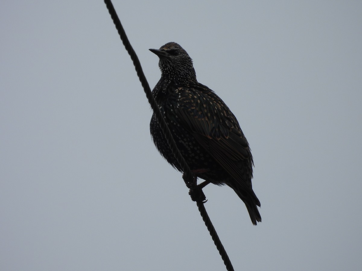 European Starling - L. Burkett