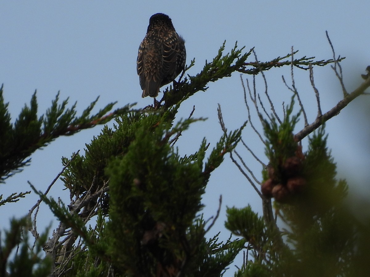 European Starling - L. Burkett