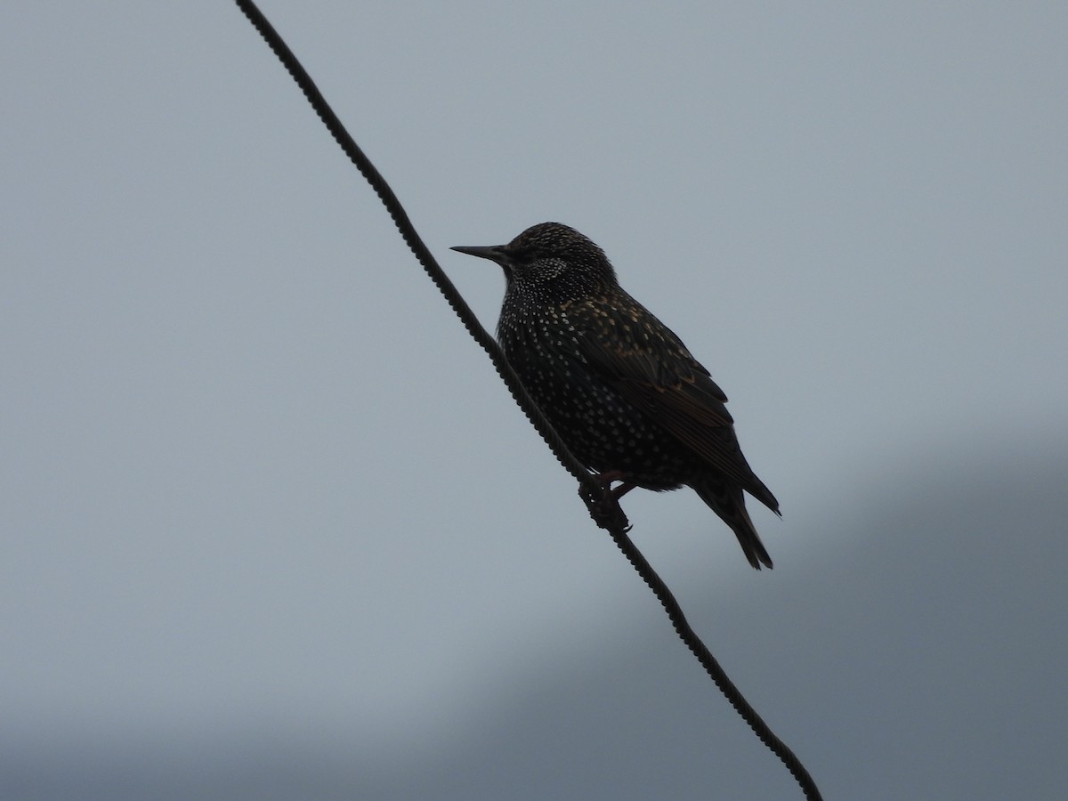 European Starling - L. Burkett