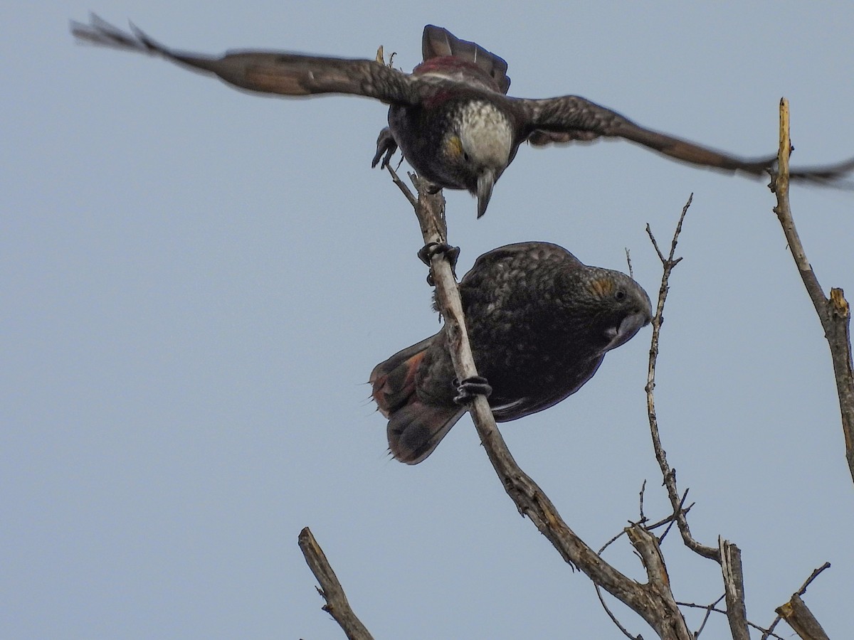 New Zealand Kaka - L. Burkett