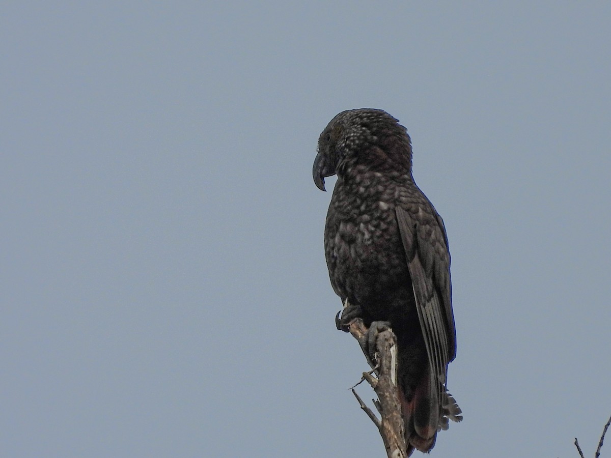 New Zealand Kaka - ML618876993