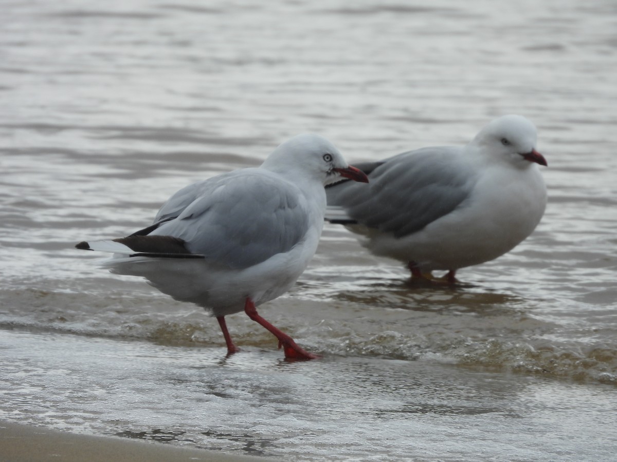 Silver Gull - L. Burkett