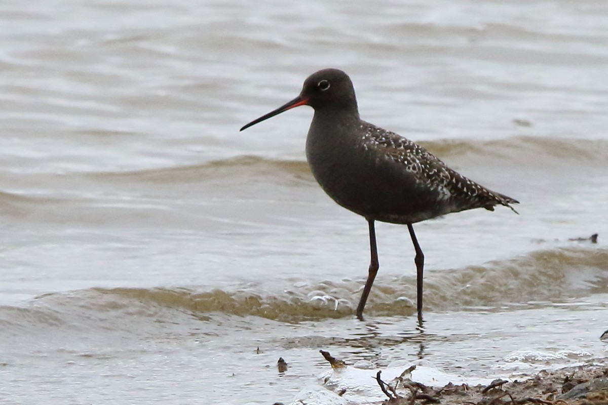 Spotted Redshank - Sergey Shursha