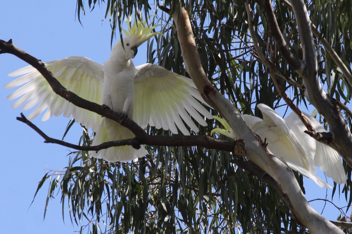 Sulphur-crested Cockatoo - Richard Shirky