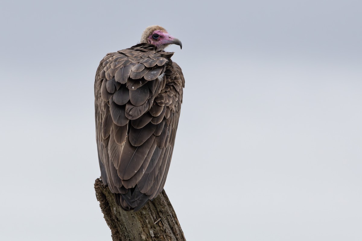 Hooded Vulture - Walter Beyleveldt