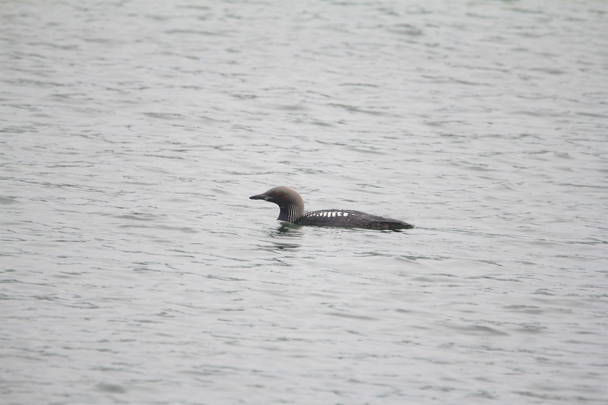 Pacific Loon - Anonymous