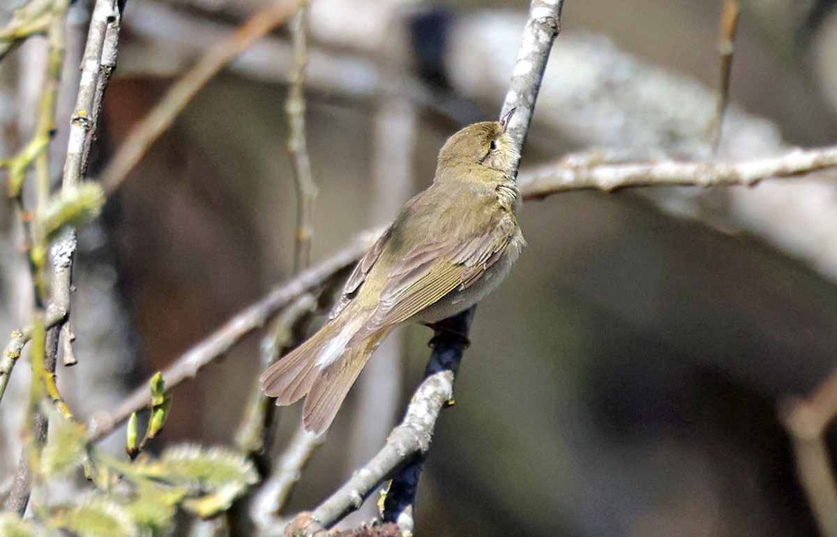 Willow Warbler - ML618877087