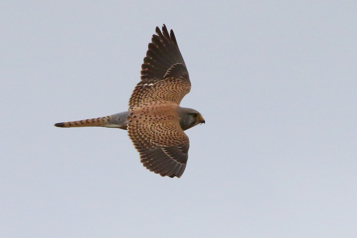 Eurasian Kestrel - Sergey Shursha