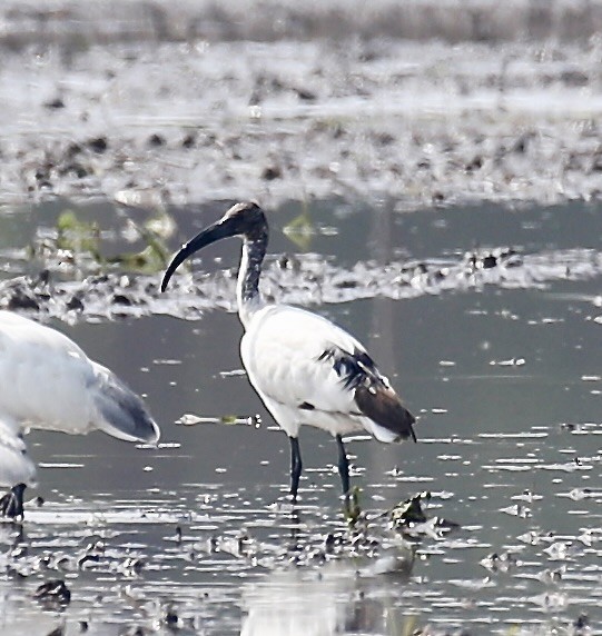 African Sacred Ibis - Mark  Hogarth