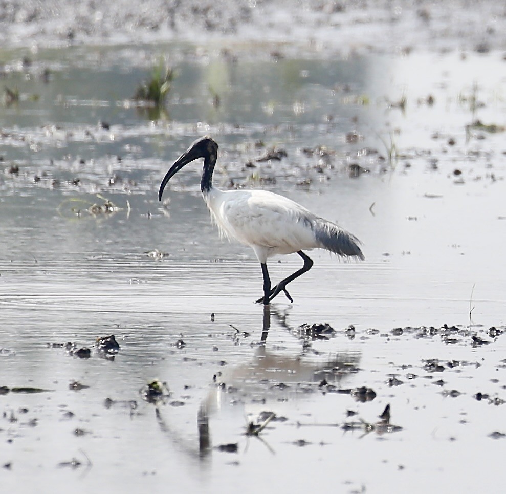 Black-headed Ibis - Mark  Hogarth