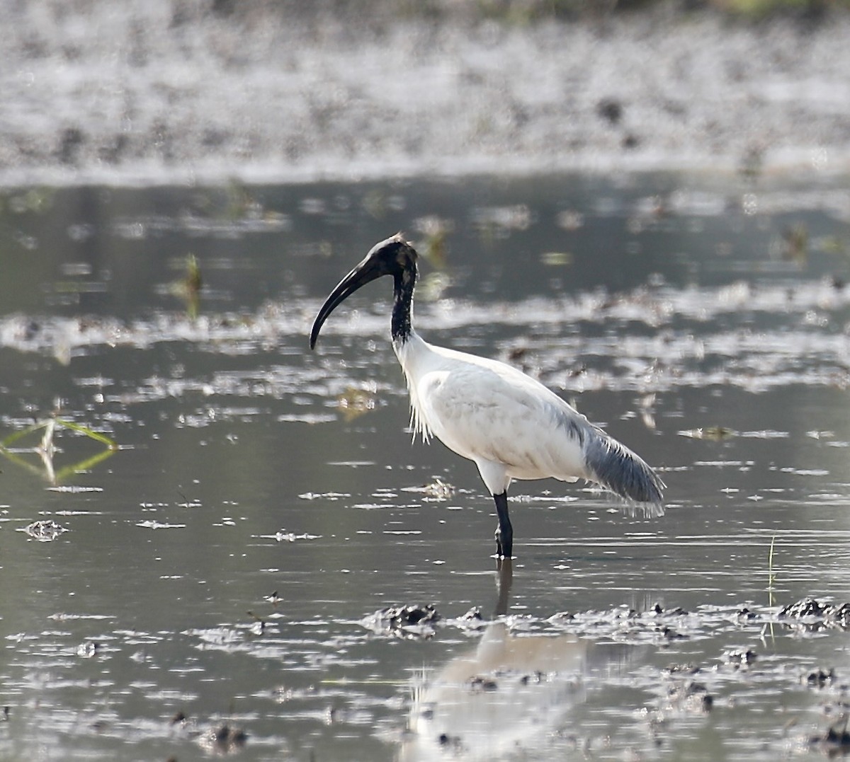 Black-headed Ibis - Mark  Hogarth