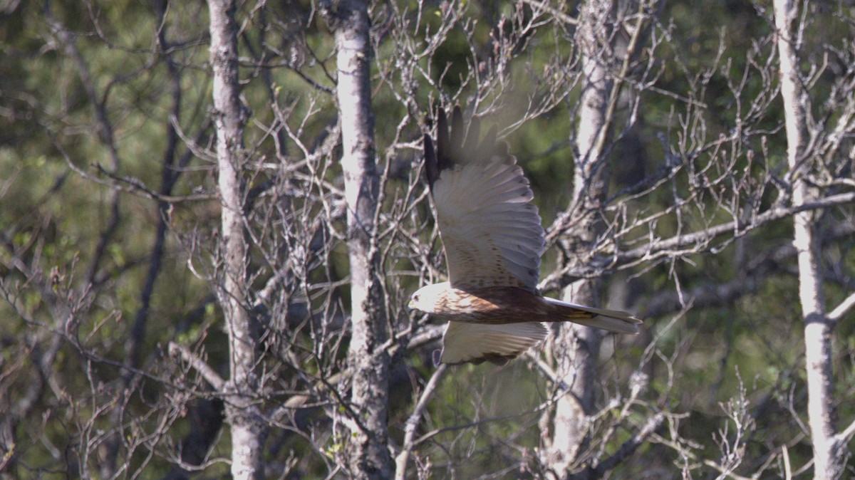 Western Marsh Harrier - Kjell Larsen