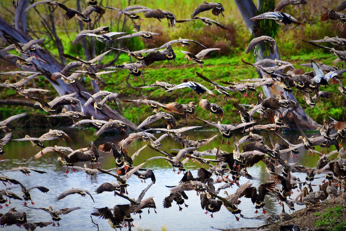 Plumed Whistling-Duck - John Formosa