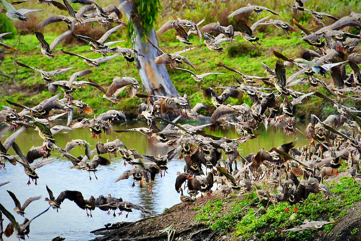 Plumed Whistling-Duck - John Formosa