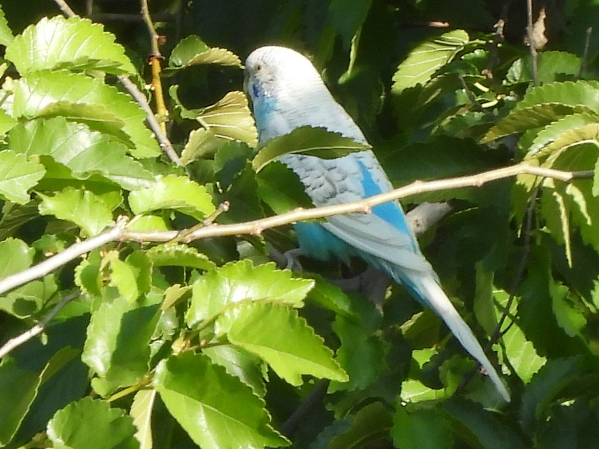 Budgerigar (Domestic type) - Emilio Costillo Borrego