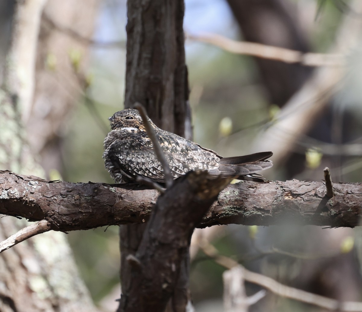 Common Nighthawk - ML618877157